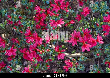 Primo piano di un fiore Evergreen Azalea fiori in primavera, Vancouver, British Columbia, Canada Foto Stock