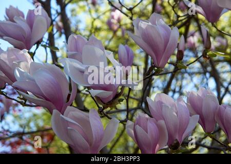 Primo piano di fiori bianchi e viola di magnolia in fiore in primavera, Vancouver, British Columbia, Canada Foto Stock
