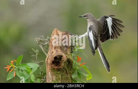 Northern Mockingbird (Mimus polyglottos) Rio Grande Valley, Texas, USA Foto Stock