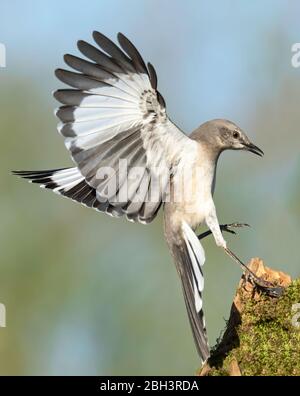 Northern Mockingbird (Mimus polyglottos) Rio Grande Valley, Texas, USA Foto Stock