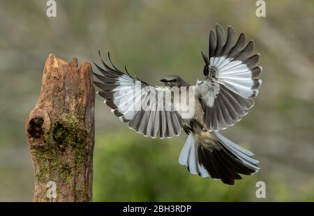 Northern Mockingbird (Mimus polyglottos) Rio Grande Valley, Texas, USA Foto Stock