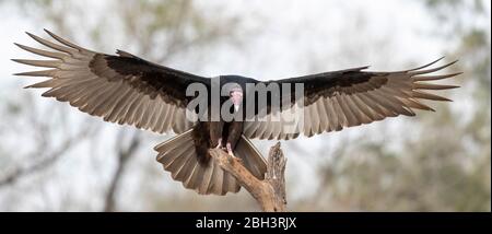 Turchia Vulture, (Cathartes aura) Laguna Seca Ranch, Rio Grande Valley, Texas, Stati Uniti Foto Stock