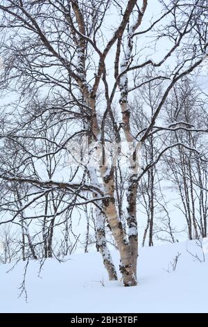 Alberi di betulla (Betula pubescens) con una certa copertura di neve durante l'inverno che mostra la corteccia colorata sul tronco Foto Stock