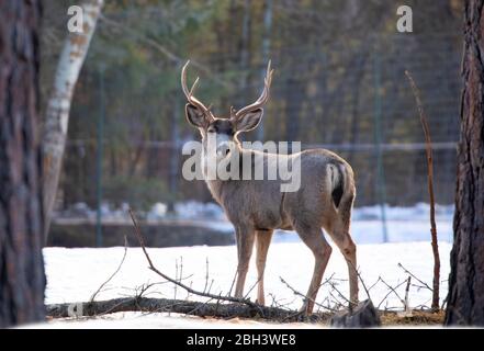 Mulo di cervo buck (Odocoileus hemionus) camminando attraverso il prato invernale in Montana, Stati Uniti Foto Stock