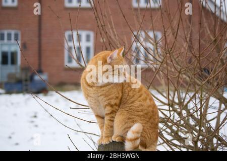 Un gatto zenzero su uno sfondo nevoso sfocato Foto Stock