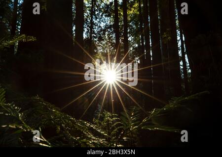 Sunburst luce del sole che passa attraverso gli alberi in una bella foresta Foto Stock