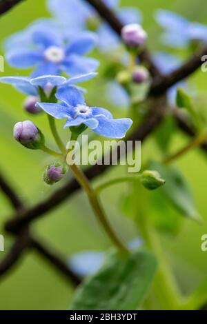 Bella, profumata Myosotis fiorente, su uno sfondo sfocato di verde e una vecchia recinzione arrugginita catena. Macro. Foto Stock