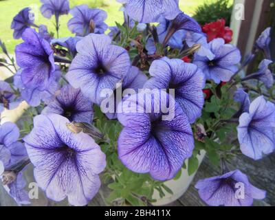 Un bel gruppo di fiori di petunia viola luminosi e colorati mostra il suo colore radioso nei primi mesi estivi Foto Stock