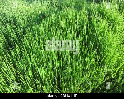 In primavera, in un prato si sviluppa un'erba verde lussureggiante, lunga e brillante Foto Stock