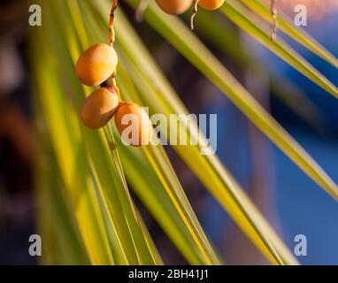 Date su un ramo di palma al tramonto Foto Stock