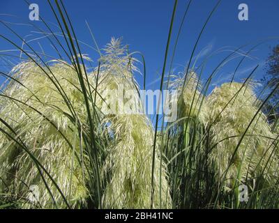 La luce del sole splende attraverso fronde di erba di pampas, contrastando vividamente con il cielo blu estivo Foto Stock