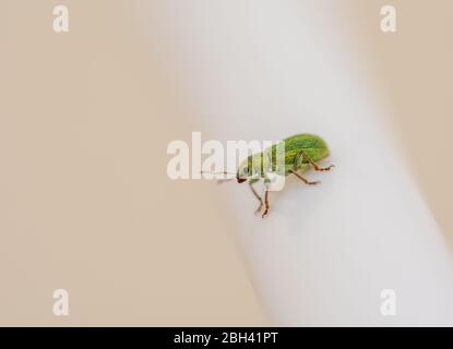 Fauna domestica: Piccolo scarabeo metallico verde su un bianco clothesline bar nel giardino Foto Stock