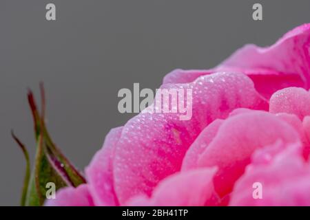 Rosa rosa con petali delicati ricoperti da piccole gocce di rugiada Foto Stock
