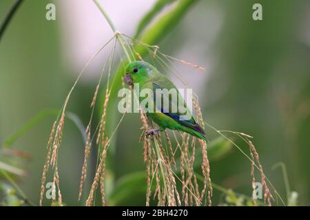 Foto del Parrotlet con alga blu arroccato su un ramo d'erba con sfondo sfocato Foto Stock