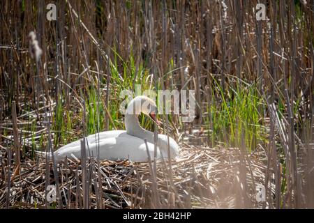 un cigno bianco si siede in covata nel suo nido in bel tempo Foto Stock