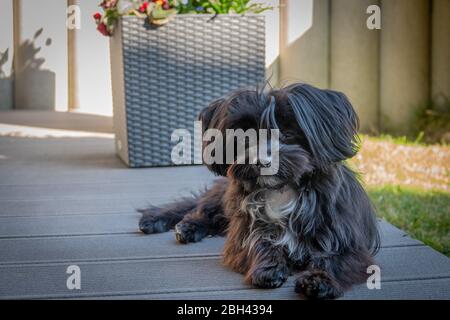 un ritratto di una bolonka nera seduta su una terrazza Foto Stock