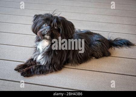 un ritratto di una bolonka nera seduta su una terrazza Foto Stock