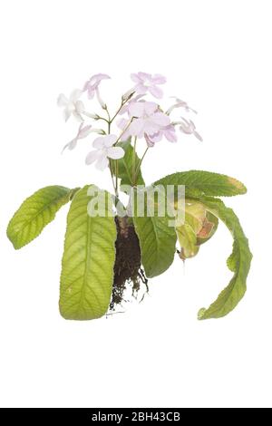 Pianta di Streptocarpus fiorita intera con radici su fondo bianco isolato Foto Stock