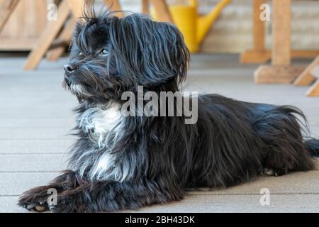 un ritratto di una bolonka nera seduta su una terrazza Foto Stock