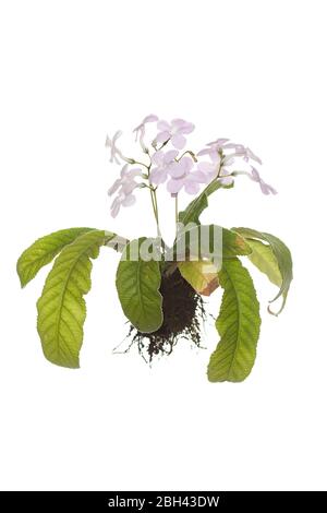 Pianta di Streptocarpus intera con radici su fondo bianco isolato Foto Stock