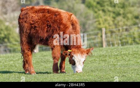 Un torello dal allevamento Chevin di bestiame Highland, pascolo nel tardo pomeriggio, Otley, Leeds, 22-04-2020 Foto Stock