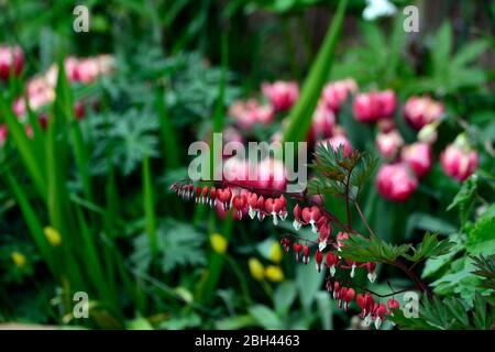 Lamprocapnos spectabilis valentine,dicentra spectabilis valentine,Primavera,fiori rossi a forma di cuore,fiori rossi,fioritura,ombra,ombreggiata,giardino boschivo, Foto Stock