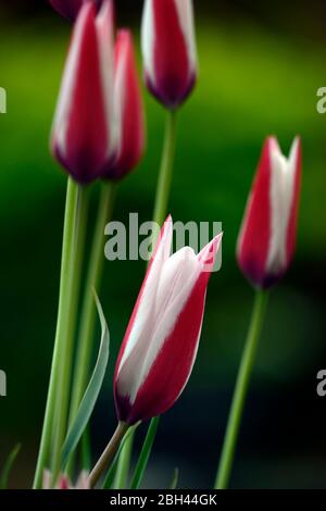 Tulipa clusiana,tulipano signora,tulipano di Clusius,Tulipa aitchisonii,fiore rosa bianco appuntito,fiori,fioritura,tulipani,RM Floral Foto Stock