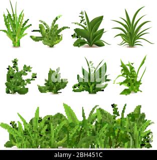Cespugli di erba realistici. Piante fresche verdi, giardino stagionale primavera ed estate verdi ed erbe, vettore botanico germoglio isolato set. Prato mea naturale Illustrazione Vettoriale
