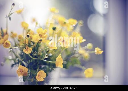 Bouquet di fiori gialli di farfalle in una finestra. Foto Stock