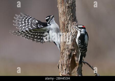 Picchio di Prickkkkkkkkkkkkkk Foto Stock