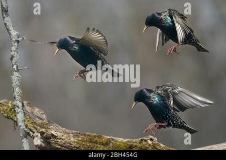 Starling appollaiato o decollo Foto Stock