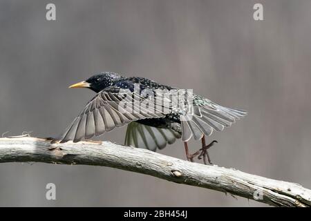 Starling appollaiato o decollo Foto Stock