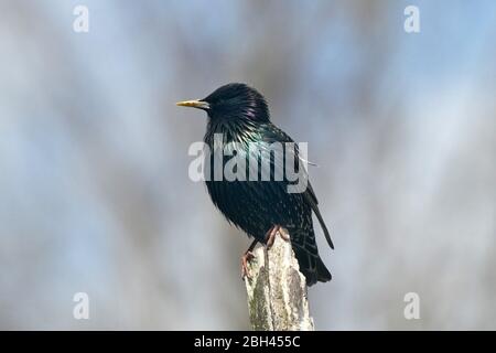 Starling appollaiato o decollo Foto Stock