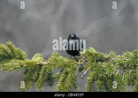 Starling appollaiato o decollo Foto Stock