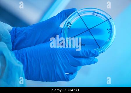 Primo piano del medico in un pallone di guanti protettivi contenente liquido blu in laboratorio Foto Stock