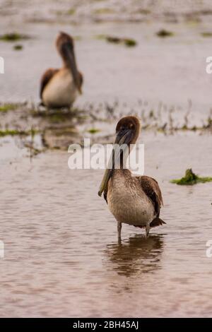 Brown Pelican Foto Stock