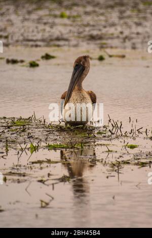 Brown Pelican Foto Stock