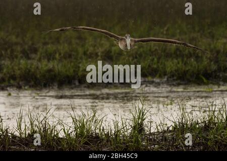 Brown Pelican in volo Foto Stock