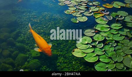 Pesci koi colorati nel lago galleggiano tra gigli d'acqua in uno stagno artificiale Foto Stock