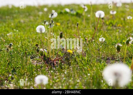 Dandelion Taraxacum officinale orologi teste di semola in erba prato Foto Stock