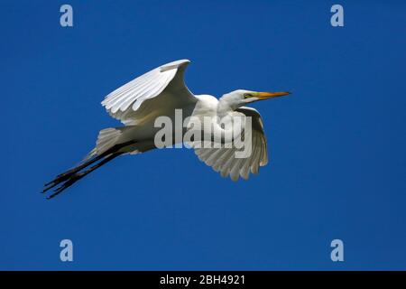 Un grande eroe vola sul vento a Amelia Island, Florida Foto Stock