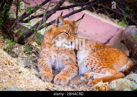 Ritratto ravvicinato di una latta eurasiatica nello zoo. Foto Stock