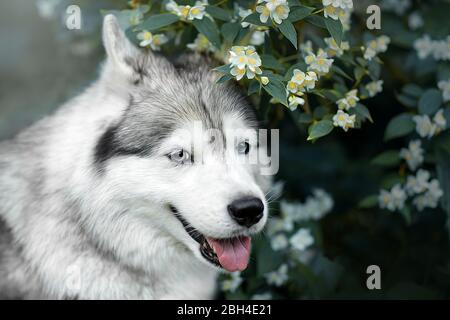 Bel ritratto di un Husky siberiano in fiori. Foto Stock