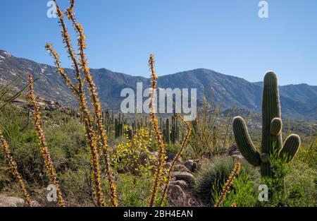 I frondosi autunnali colorano il deserto tra il cactus del saguaro in novembre ai piedi dei Monti Santa Catalina, la Foresta Nazionale del Coronado, Catalina, A. Foto Stock