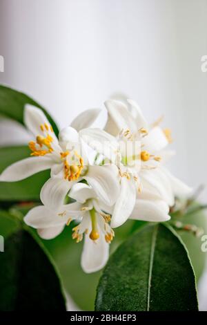Foto a colori ravvicinata dei fiori dell'albero di limone Meyer. Profondità di fuoco ridotta. Delicati, bianchi, fiori. Foto Stock