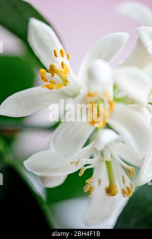 Foto a colori ravvicinata dei fiori dell'albero di limone Meyer. Profondità di fuoco ridotta. Delicati, bianchi, fiori. Foto Stock