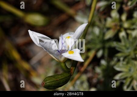 Dietes grandiflora, la grande iride selvatica o iride fata, è una pianta perenne rizomatosa della famiglia Iridaceae. Foto Stock