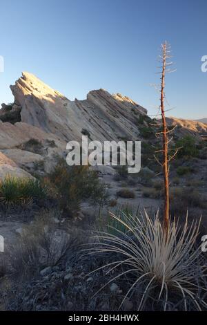 Yucca Bush a Vasquez Rocks zona naturale a nord di Los Angeles in Agua Dulce, California, apparso in molti film e spettacoli TV come luogo di ripresa Foto Stock