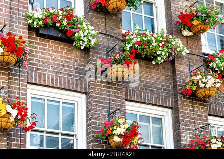 Fiori box decorazioni colorate sulle finestre giorno d'estate con architettura in mattoni a Londra, quartiere britannico di Kensington Foto Stock