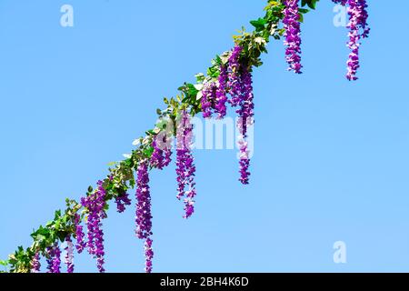 Londra, UK Covent Garden Neal's Yard Street decorazioni floreali appese su filo in estate isolato contro il cielo Foto Stock